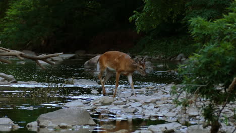 Young-Male-Deer-Walking-In-The-Forest-River