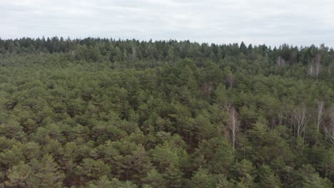 Antenne:-Enthüllung-Eines-Majestätischen-Kiefernwaldpanoramas-Mit-Bewölktem,-Trübem-Himmel