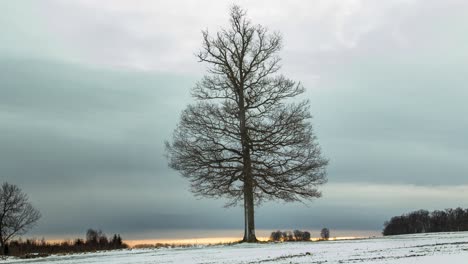 árbol solitario en invierno pasando nubes timelapse nieve