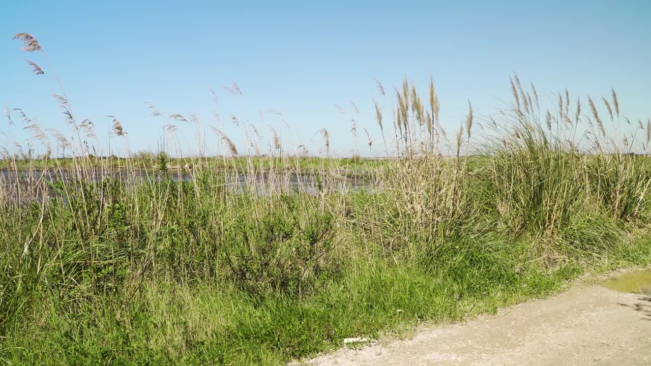 4K cortaderia selloana commonly known as pampas grass shaking on the wind  in Ria de Aveiro in the estuary of river Vouga. 60fps