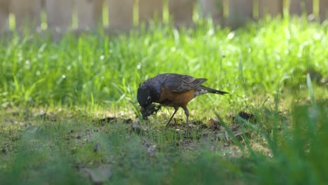 Rotkehlchen-Sucht-Bei-Warmem-Frühlingswetter-Nach-Würmern