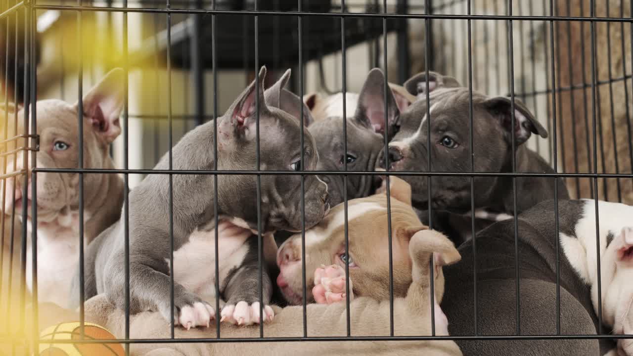 Puppies in a cage looking curious and playful, themes of innocence and joy, 4K