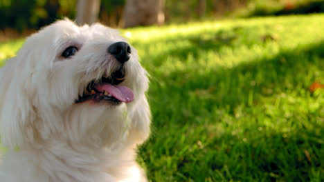 cerrar el perro peludo blanco, el macho coton de tulear sonriendo