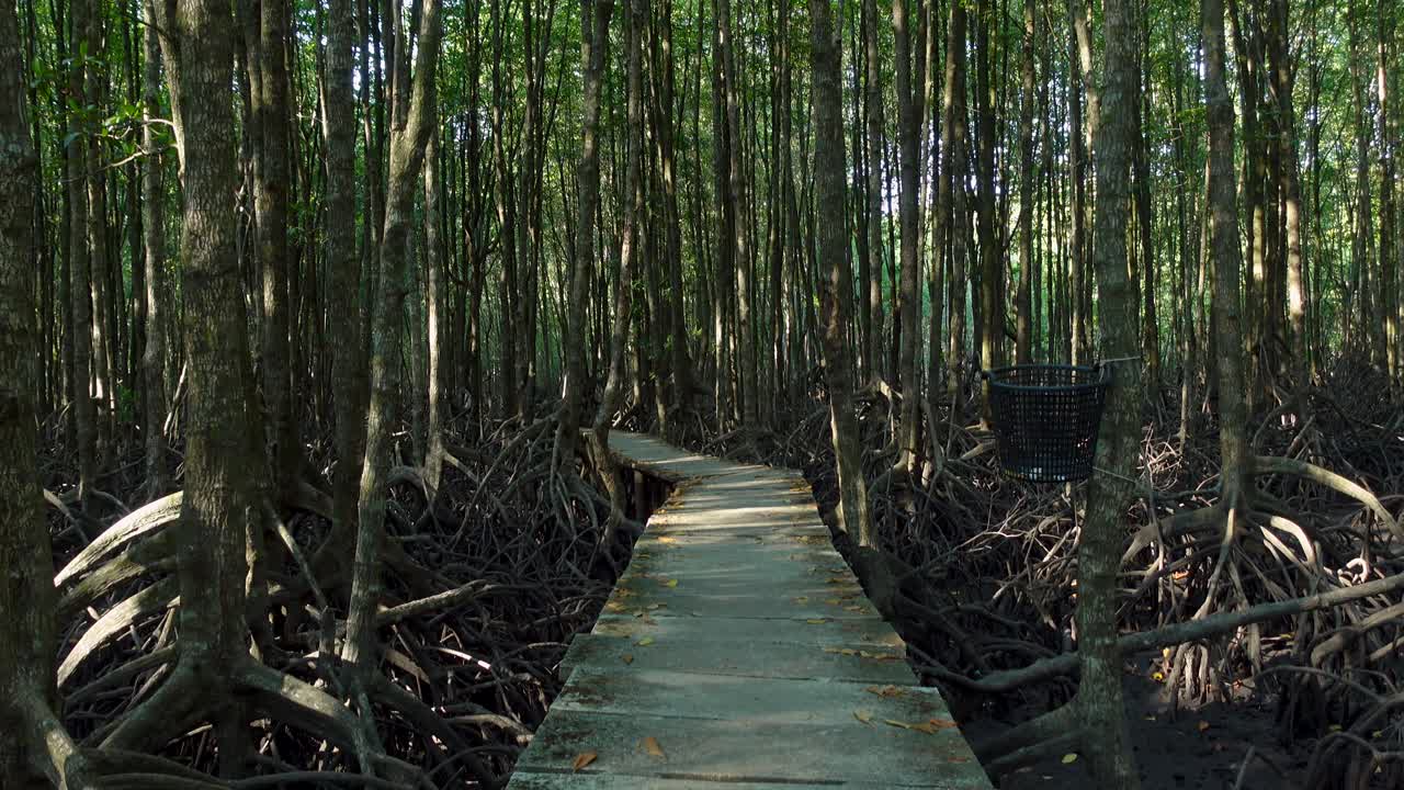 Passerella che si snoda attraverso una fitta foresta di mangrovie, natura all'aperto in Cambogia.