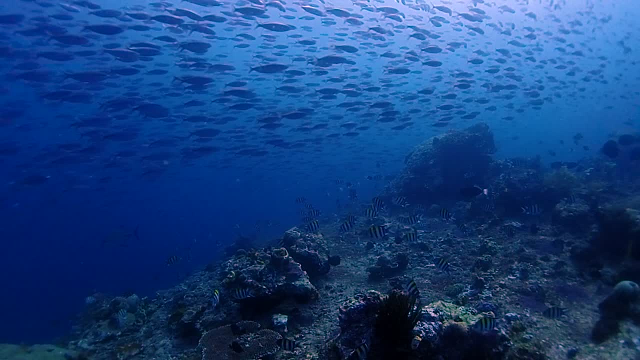 muchos peces pequeños nadan en una dirección sobre el arrecife de coral