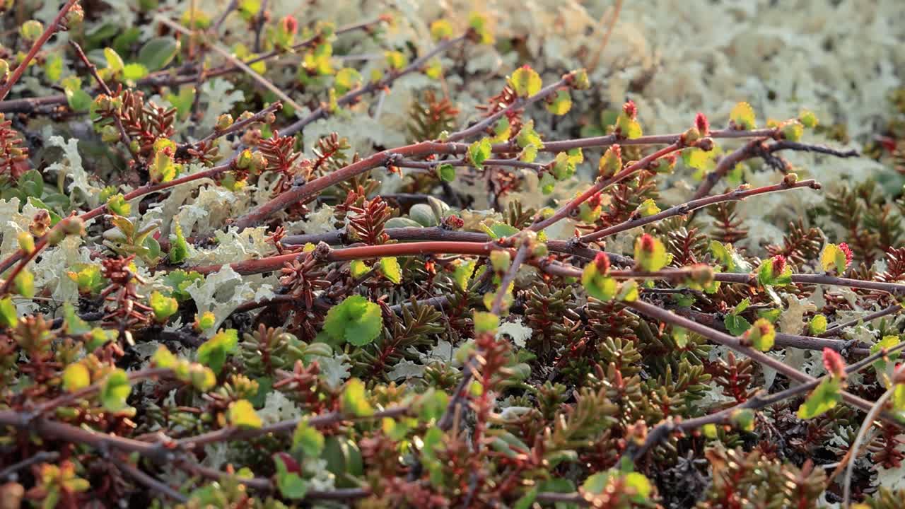 북극  ⁇ 드라 리 ⁇  모스 클로즈업. 주로 북극  ⁇ 드라, 알파인  ⁇ 드라에서 발견되며, 매우 추위에 견 ⁇  수 있습니다. 클라도니아 랭지페리나 (cladonia rangiferina), 렌더 컵 리 ⁇ 으로도 알려져 있습니다.