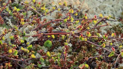 Arctic-Tundra-lichen-moss-close-up.-Found-primarily-in-areas-of-Arctic-Tundra,-alpine-tundra,-it-is-extremely-cold-hardy.-Cladonia-rangiferina,-also-known-as-reindeer-cup-lichen.