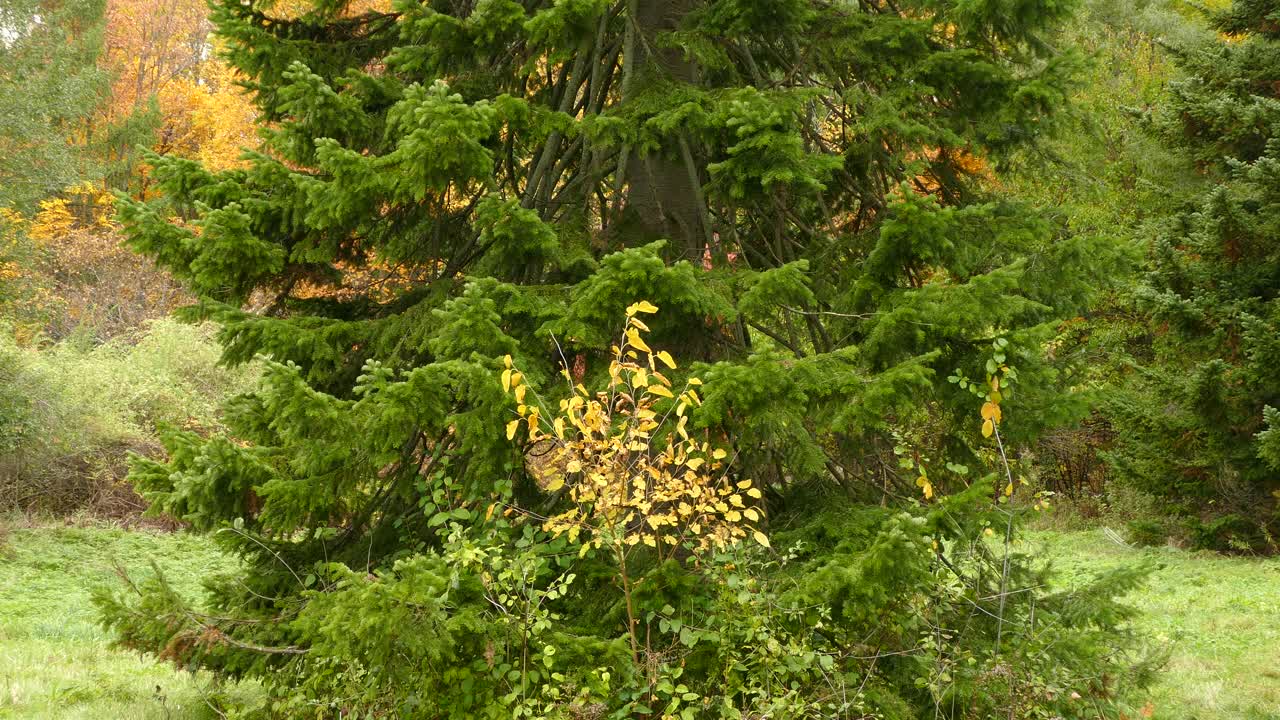 árboles que cambian de color durante el otoño, hermoso paisaje escénico en canadá