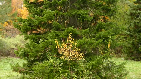 trees changing colour during fall, beautiful scenic landscape in canada