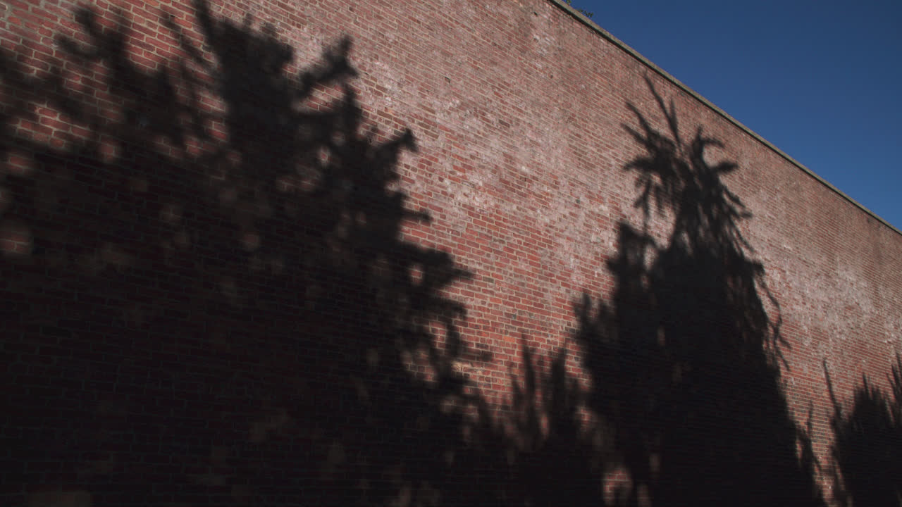 Shadows of trees cast on a brick wall at sunset. Shot in Brooklyn, New York City