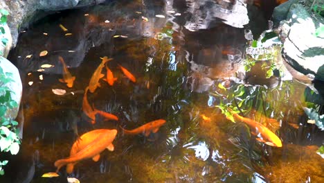 pez koi naranja nadando en un estanque de jardín, reflejos de sol en la superficie