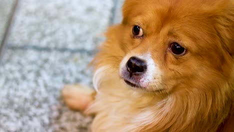 a fluffy dog looks around curiously