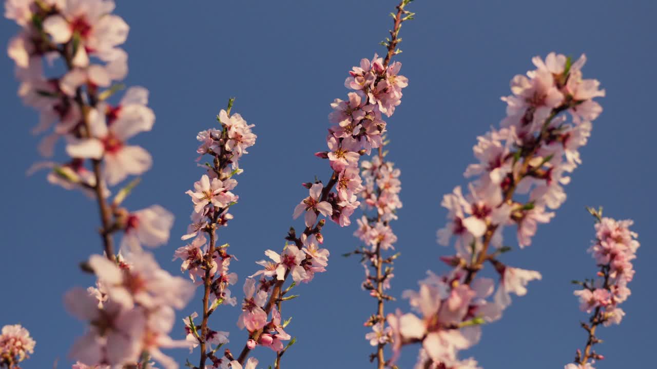 ramas de almendros rosados con flores en cámara lenta