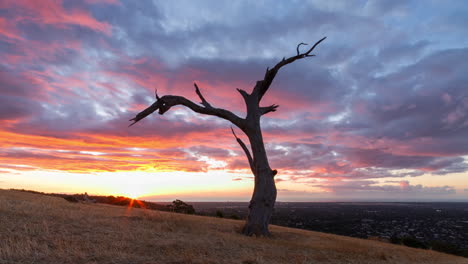 colourful sunset clouds in time lapse race over an old hillside tree above suburbia in adelaide, south australia