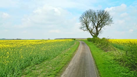 a fascinating drone shot of a rapeseed crop with two trees and a tranquil country road under a blue sky