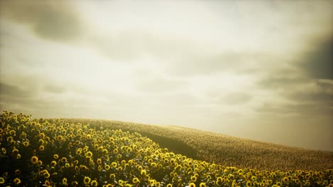 Sunflower-field-and-cloudy-sky