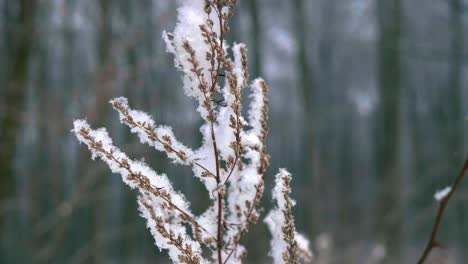 Dead-plant-covering-with-snow