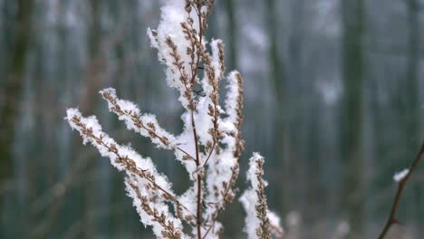 planta muerta cubierta de nieve