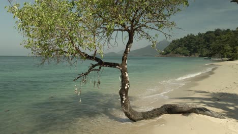 Static shot of tropical beach with exotic tree, turquoise water and white sand