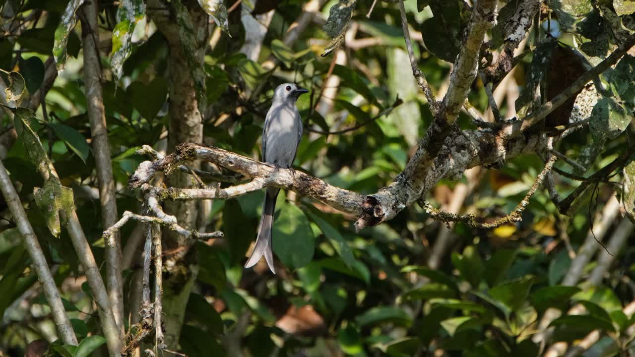 sentado en una rama de un árbol, un drongo ceniza dicrurus leucophaeus está mirando a su alrededor desde su percha mientras la cámara hace zoom