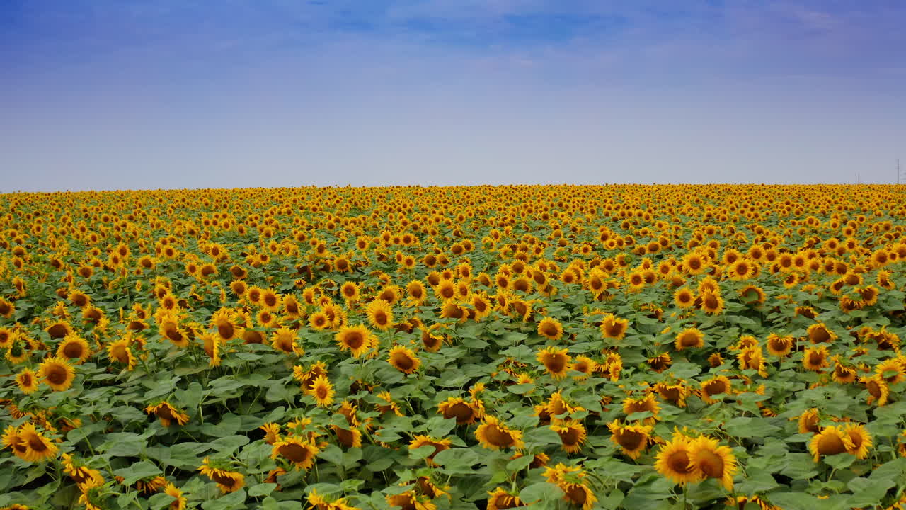 Vibrant farmlands of agricultural sunflowers. Vast field covered with blossoming flowers. Drone shot over the beautiful yellow field.