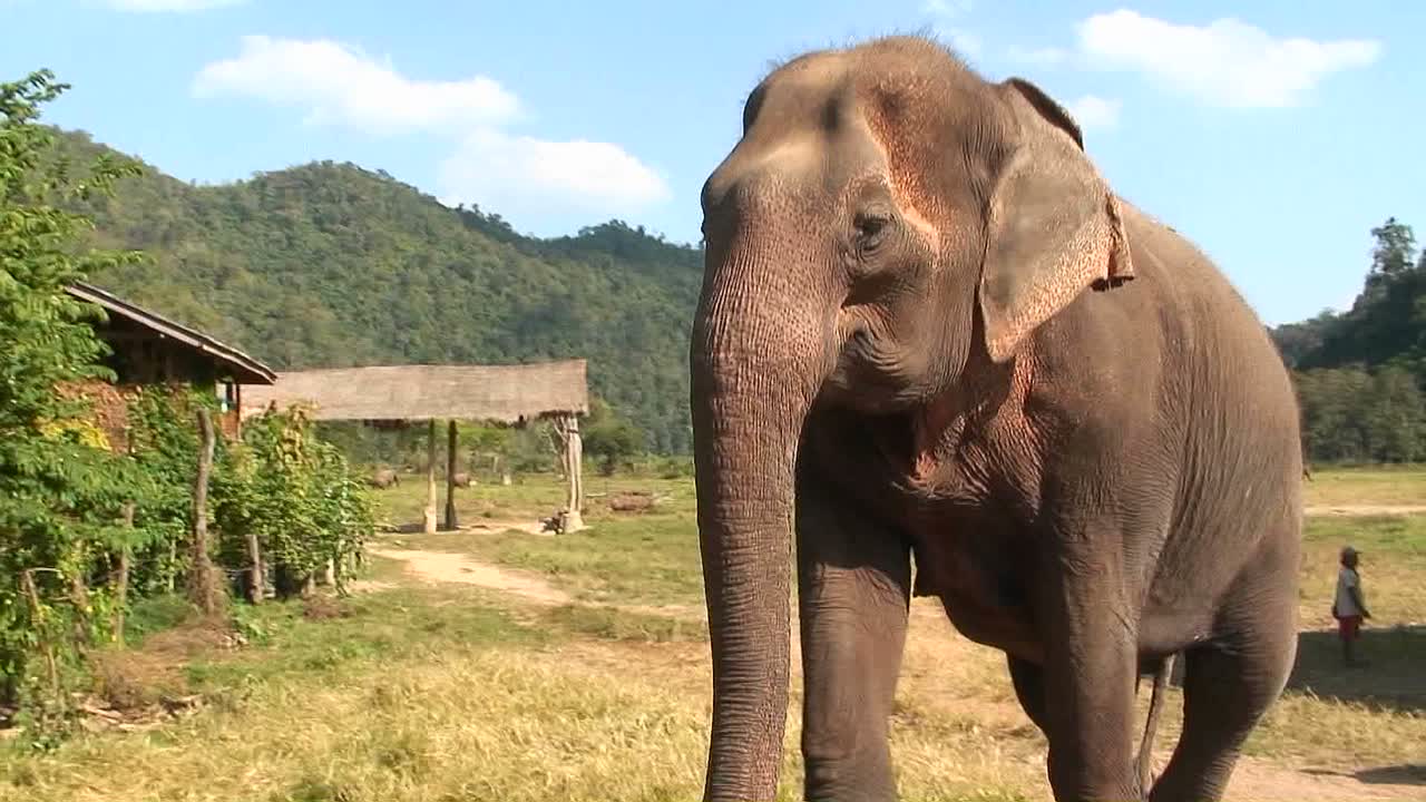 se acerca un gran elefante