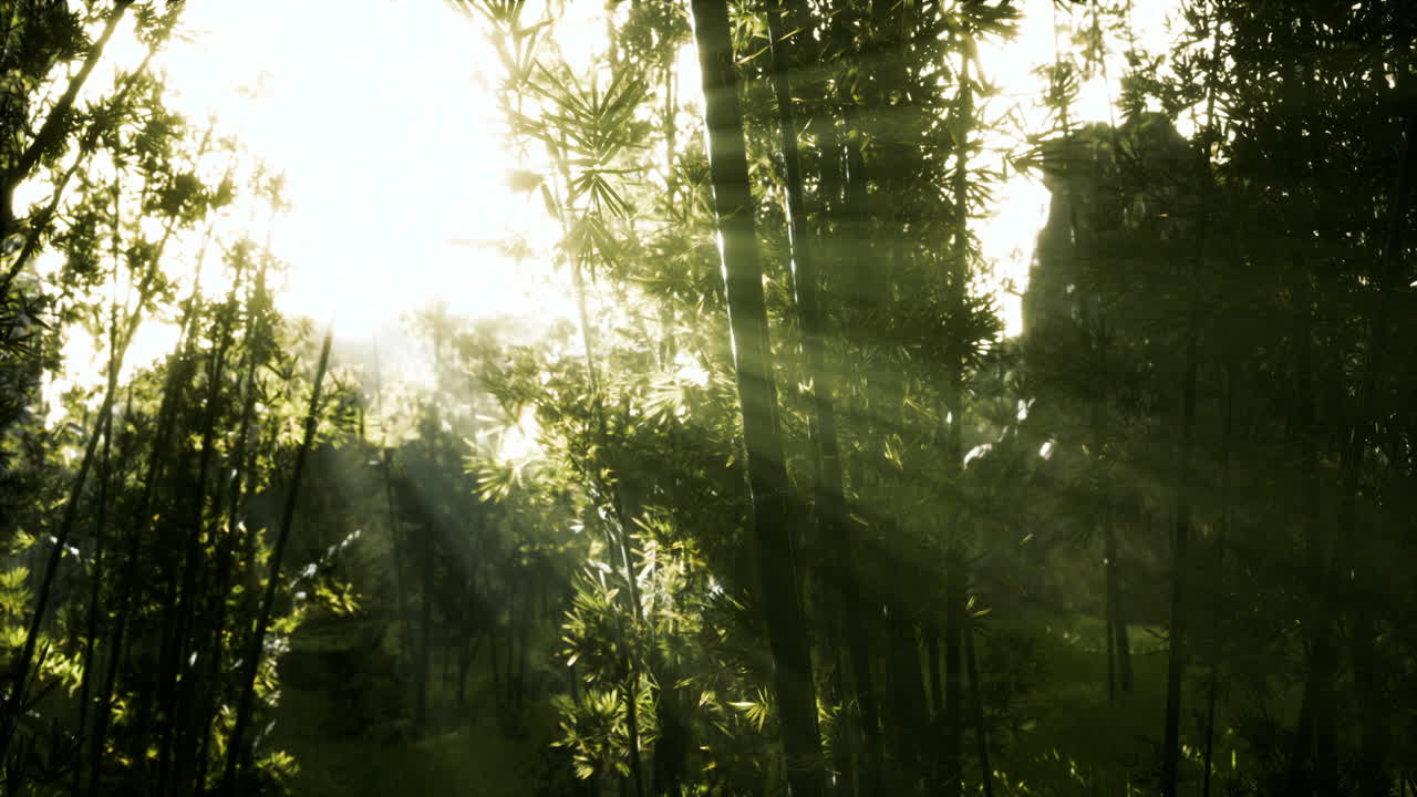The sun's rays penetrate between the twigs and bamboo leaves