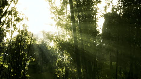 the sun's rays penetrate between the twigs and bamboo leaves