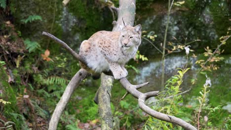 eurasian lynx relaxing on a branch