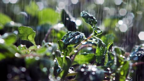 extreme close up of rain falling on oregano plant leaves in garden, lit by sun from behind