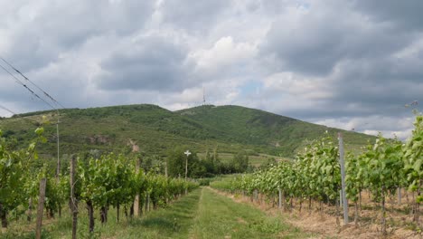locked off shot at a vineyard, wind blowing the grapes, cloudy sky