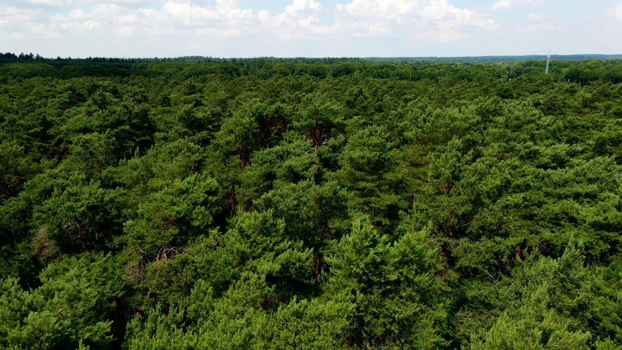 volando bajo sobre hermosas copas de los árboles del bosque verde en verano