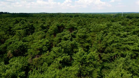 flying low over beautiful green forest treetops in summer