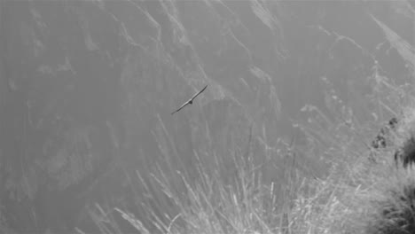 condor flying in colca canyon, peru 4k