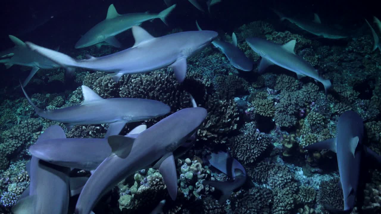 Sharks hunting at night on coral reef. Shark hunting head inside coral