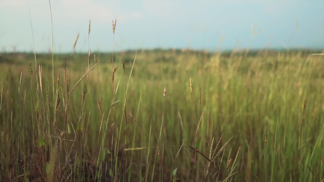 chica con un vestido negro en la naturaleza al aire libre