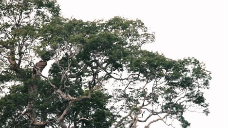 Un-águila-Volando-Desde-El-árbol