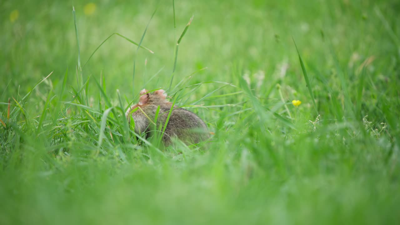 European hamster side-on, foraging and eating in long grass near camera