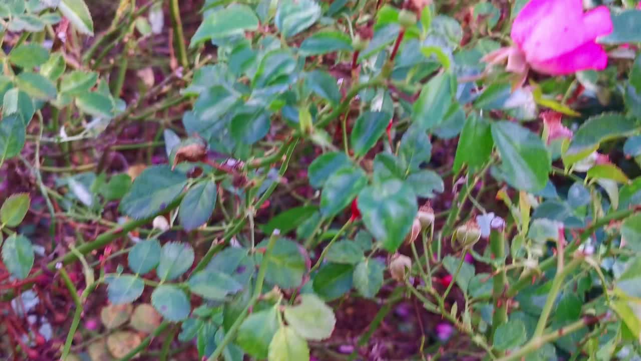 parque retiro en madrid en la temporada de otoño