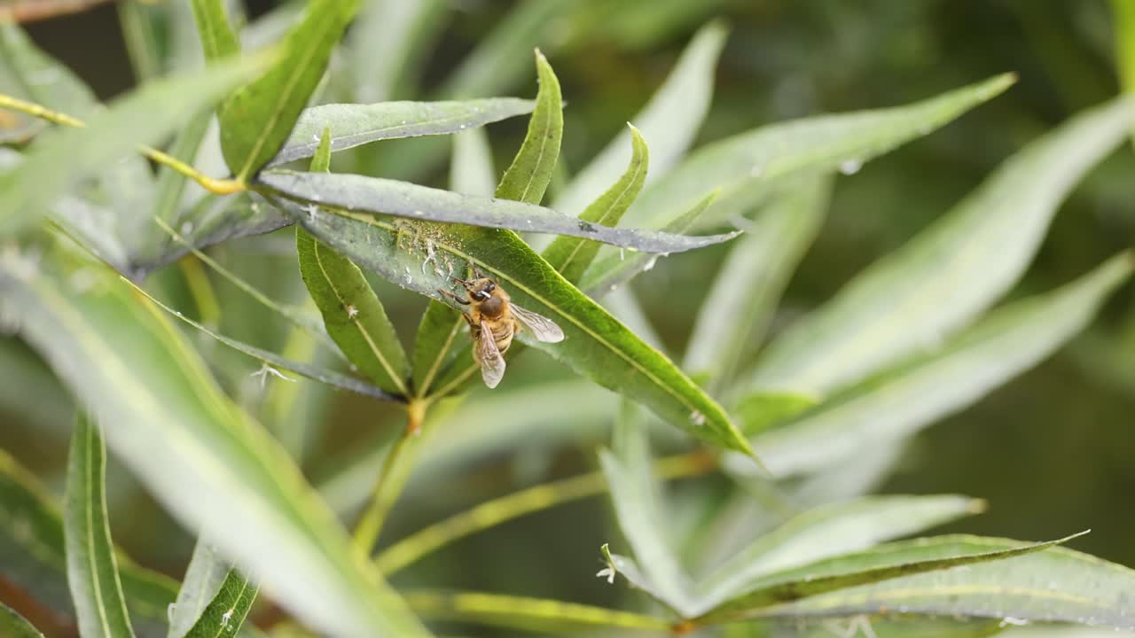 잎 을 먹는 벌 의 클로즈업