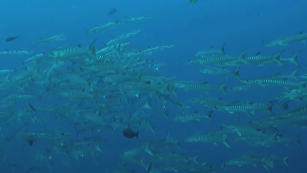 school of blackfin barracuda circle in blue water, change direction, forming a ring