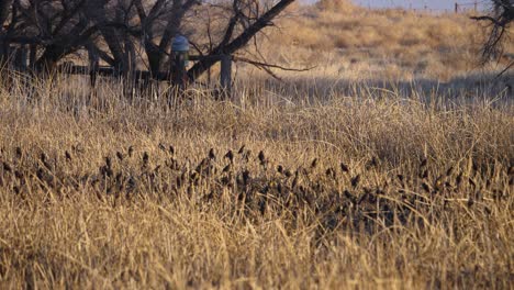 vista del grupo de especies de aves euroasiáticas sobre hierba seca