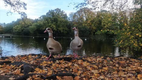 -The-resolution-is-the-cinema-4k-4096x2304
-Egyptian-Goose-near-the-lake