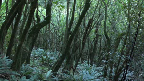 panning across dense native bush on steep hillside - ashley gorge skyline trail - new zealand