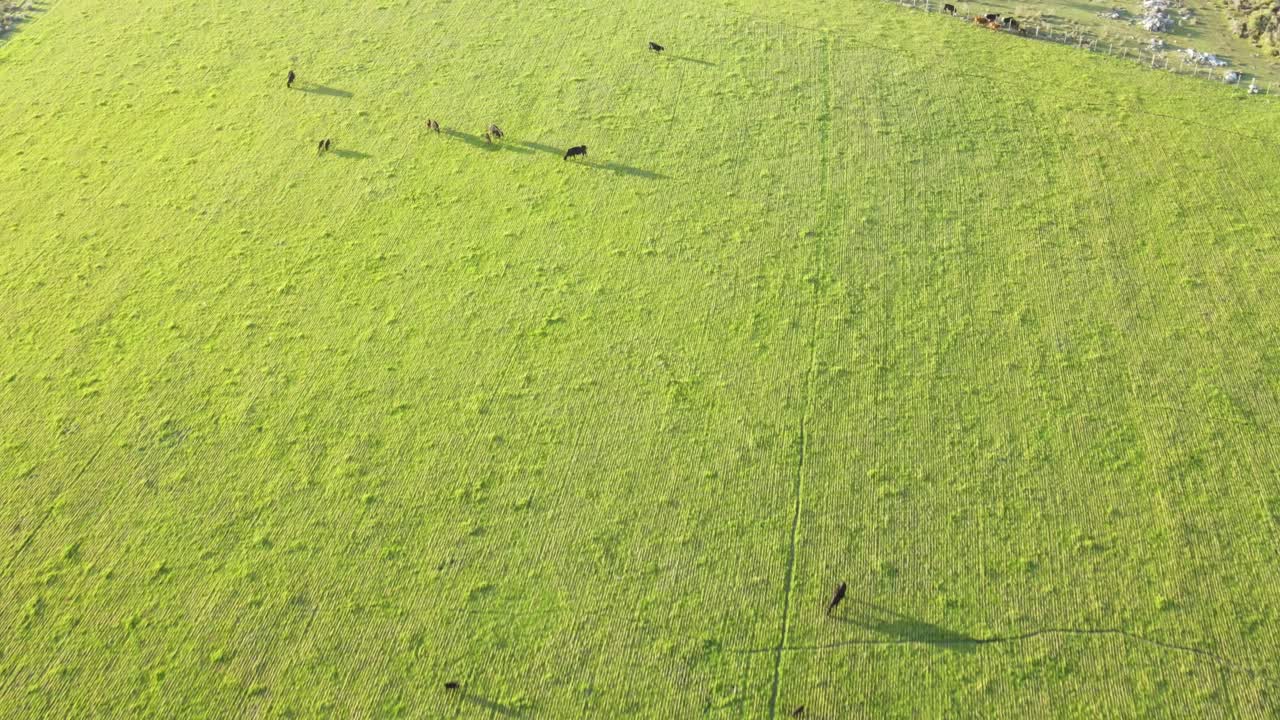 vista aérea de un pasto con ganado angus pastando, puesta de sol durante la primavera, uruguay