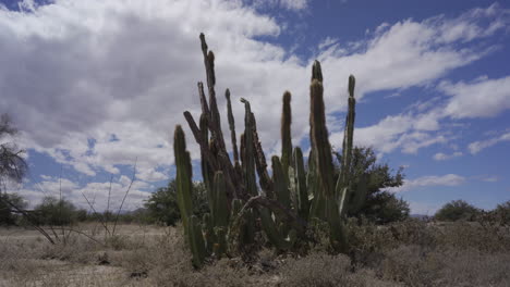 time-lapse de cactus y nubes del desierto