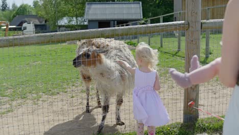 a small girl gently touches a llama in a zoo enclosure, showcasing a sweet moment of connection