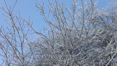 a smooth steady view of tree branches completely encased and frozen in ice from a winter storm