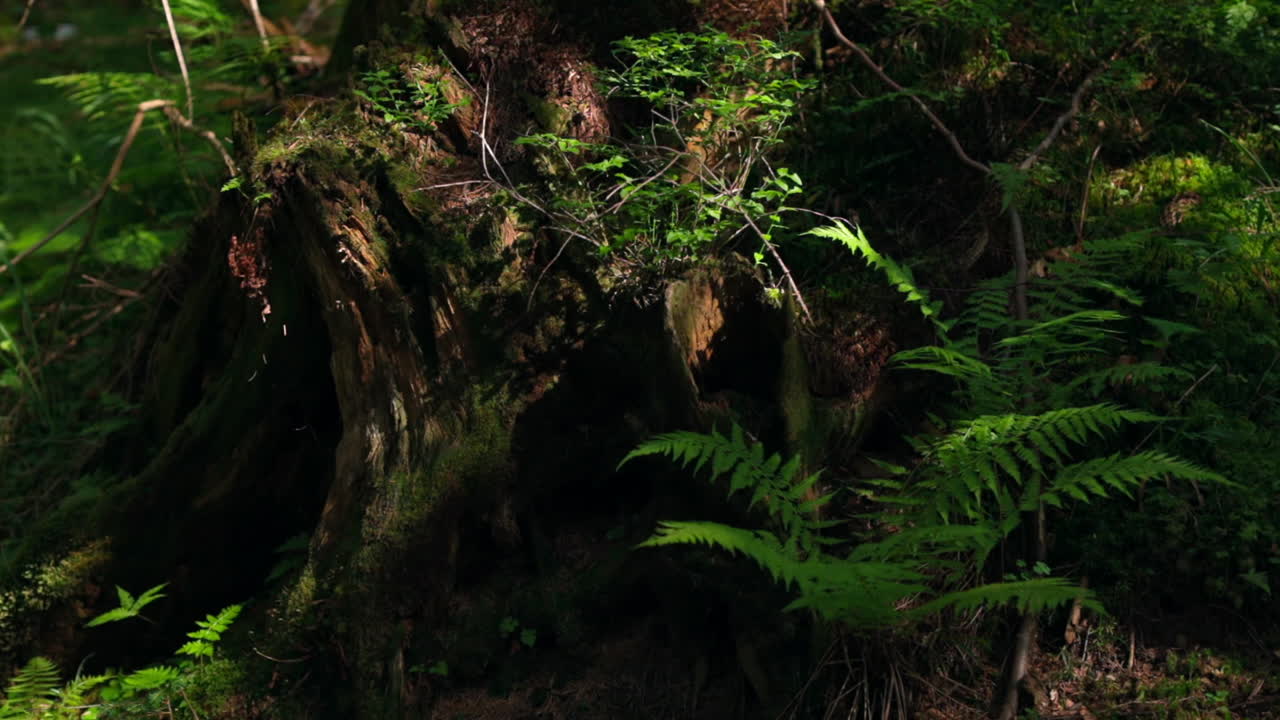 Old stump in the forest. Green fern leaves near the stump in the forest. Tree stump covered in moss at sunlight shining. Green fern stems grow in wild nature.