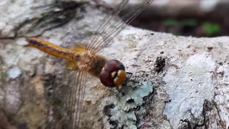 cerca de una libélula en el tronco de un árbol moviendo sus patas delanteras